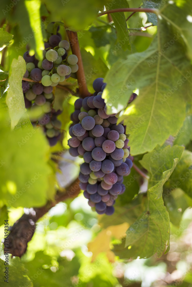 Organic 'mali Plavac' grapes in Ivan Dolac village, Hvar island - Croatia