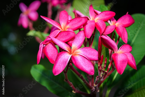 group of red and pink flowers (Frangipani, Plumeria)