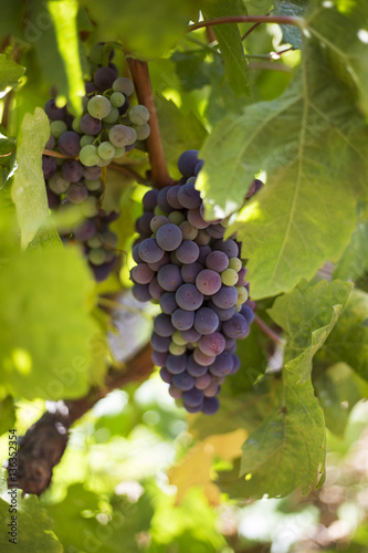 Wallpaper Mural Organic 'mali Plavac' grapes in Ivan Dolac village, Hvar island - Croatia Torontodigital.ca