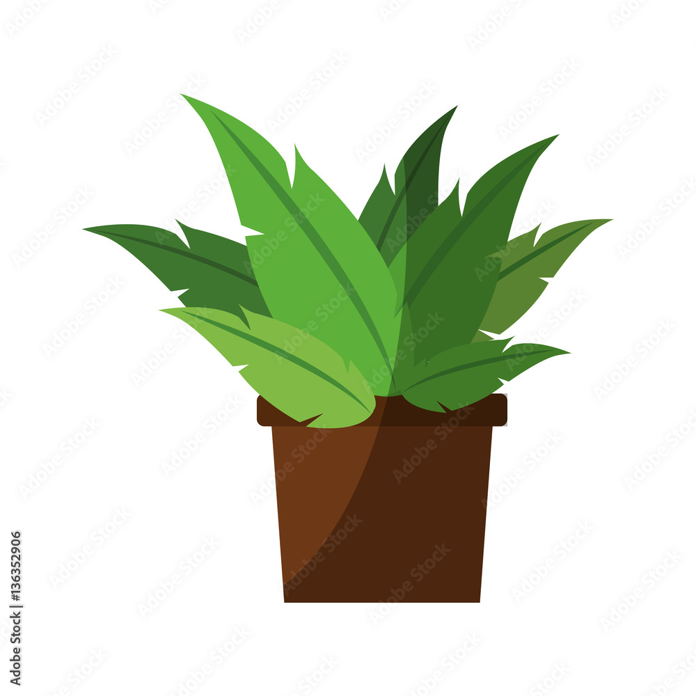 plant in a pot over white background. colorful design. vector illustration plant in a pot over white background. colorful design. vector illustration