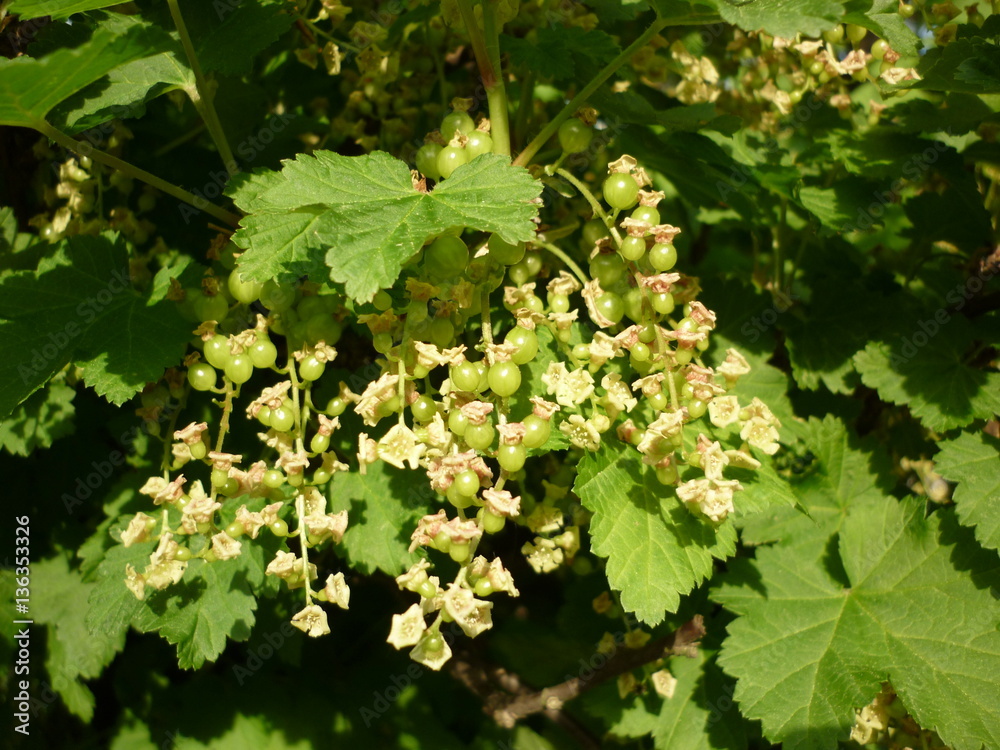 Currant