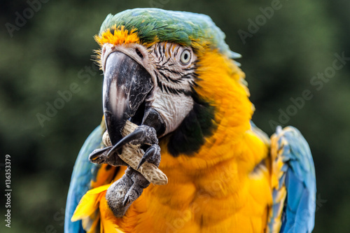 Macaw or parrot, a tropical bird with yellow and blue feathers and a large, strong black beak.
