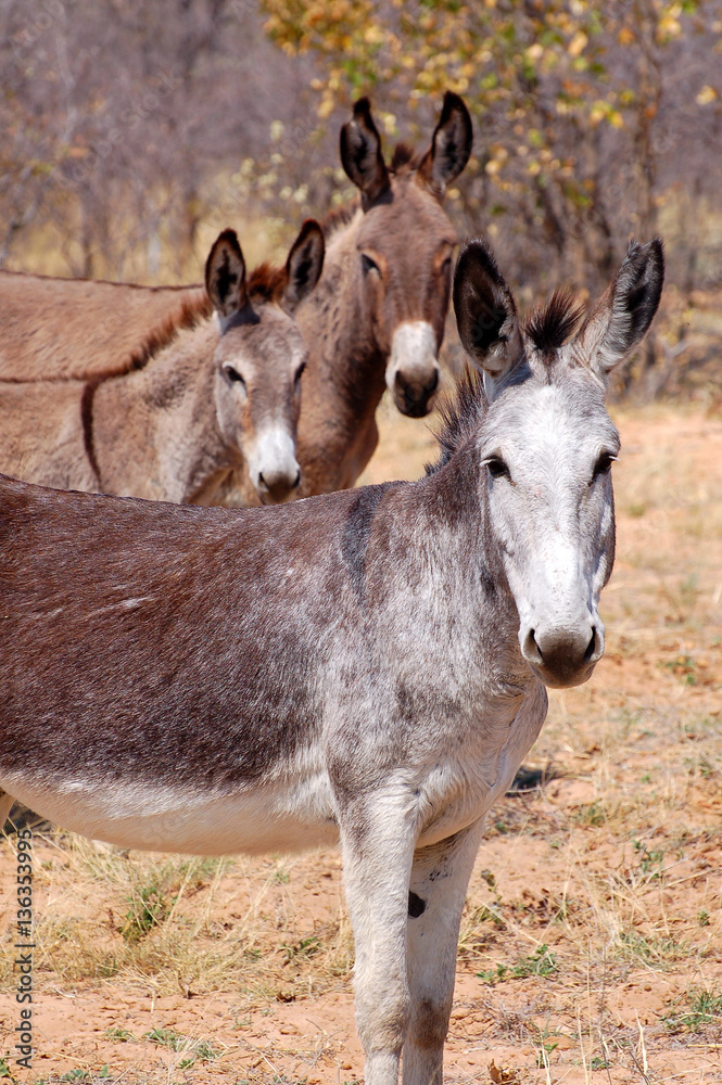 Obraz premium Astonished looking donkey in Namibia