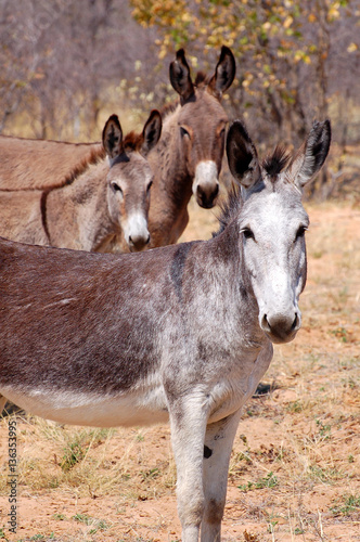Astonished looking donkey in Namibia