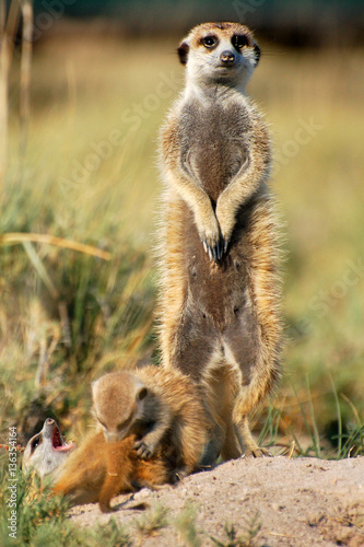 Cute Meerkats in the savannah of Botswana