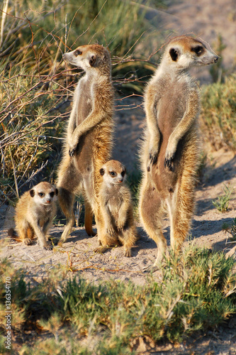 Cute Meerkat Family in Botswana