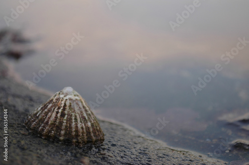 Limpet on rock