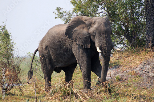 Impulsive Elephant in Botswana photo