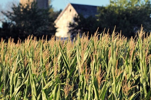 A mature corn (Zea Mays) crop on a large rural Illinois farm. Illinois has the second highest yield of corn of all states in the United States. photo