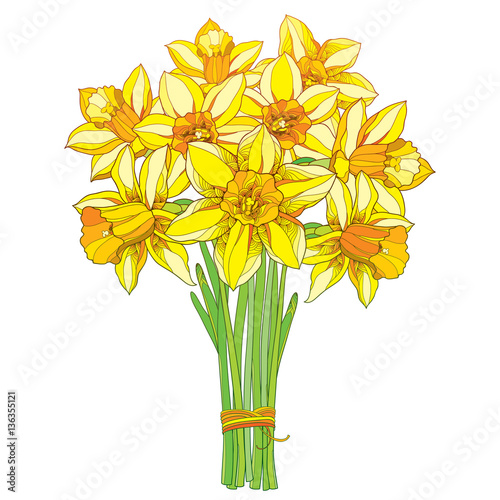 Vector bouquet with outline yellow narcissus or daffodil flowers isolated on white. Ornate floral element for spring design, greeting card, invitation. Bunch of narcissus flower in contour style.
