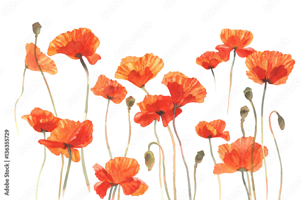 Obraz premium maki słoneczne pole na białym tle