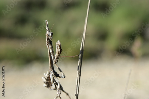 Diablotin ou Empuse commune (Empusa pennata)  © arenysam