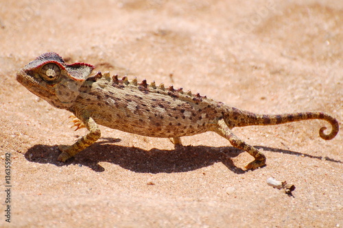 Proud Chameleon in the Desert of Namibia