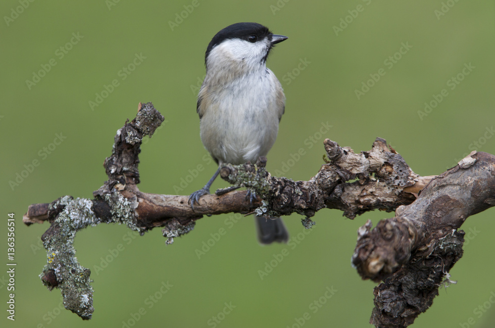 Fototapeta premium Marsh tit. Poecile palustris