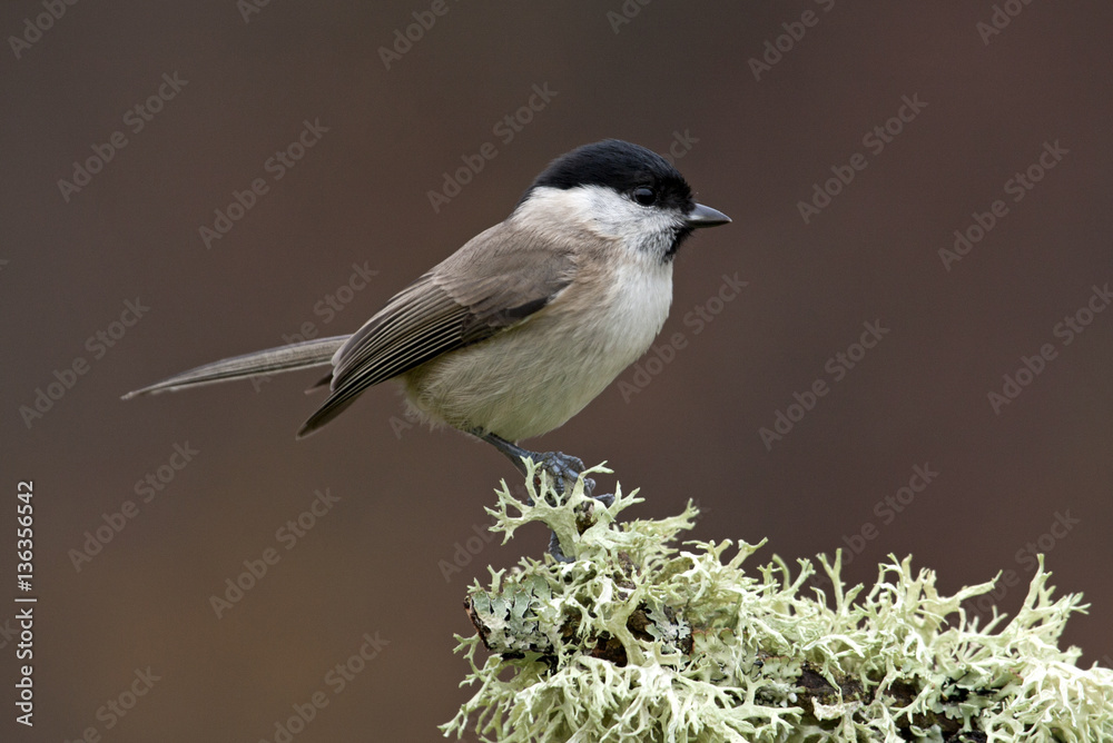 Fototapeta premium Marsh tit. Poecile palustris
