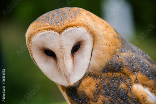 The Barn Owl © SE Viera Photo