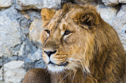 Portrait of an Asian lion