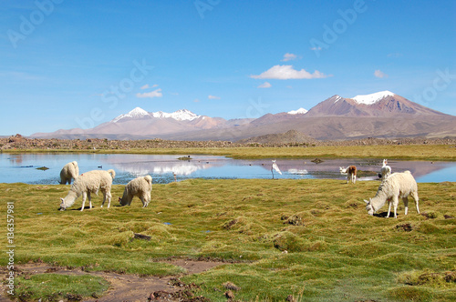 Alpaca Herd in the Andes of Chile