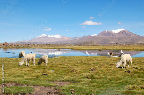 Alpaca Herd in the Andes of Chile photo