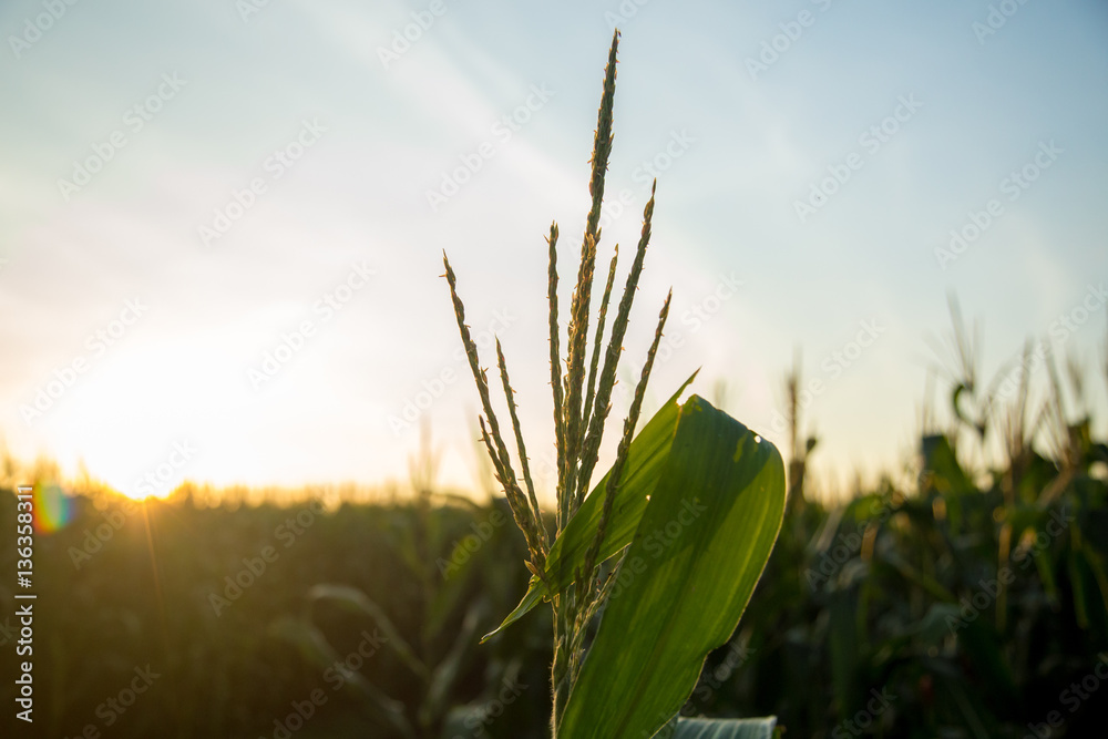 Fototapeta premium milho plantação
