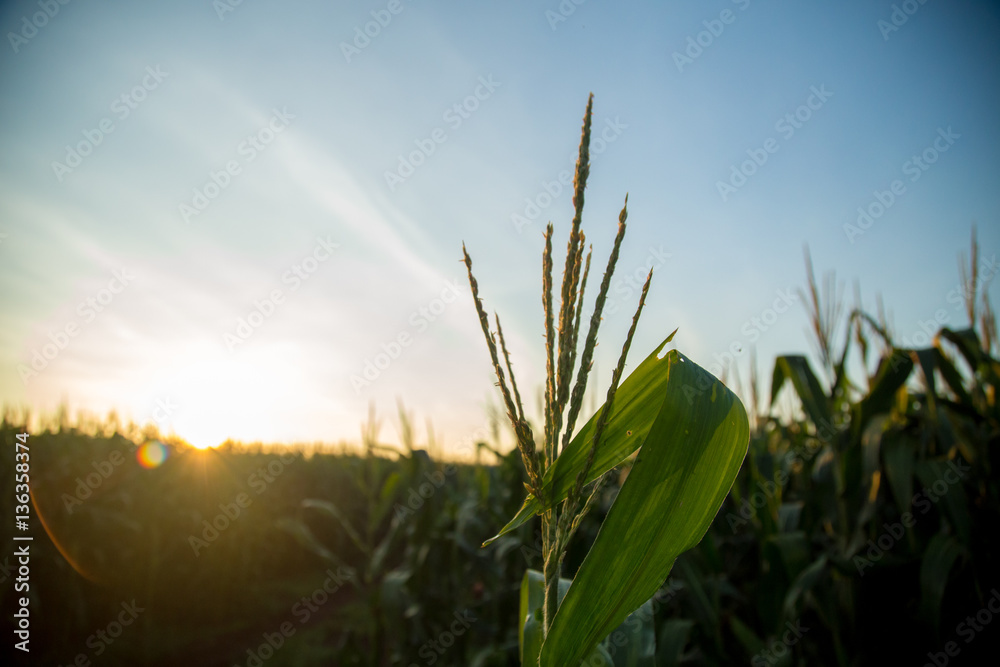 Fototapeta premium milho plantação