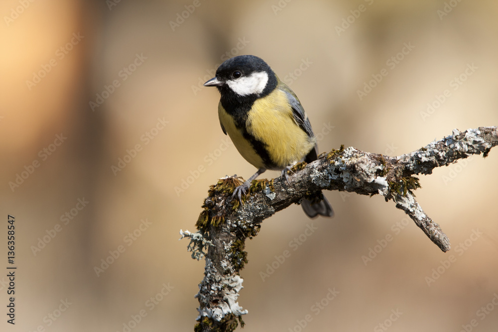 Great tit. Parus major Great tit. Parus major