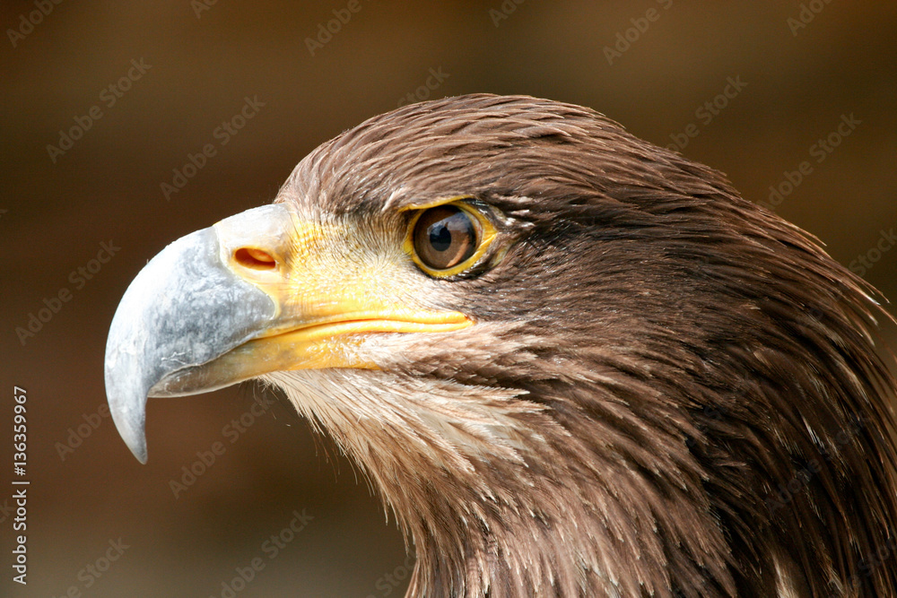 Fototapeta premium Golden Eagle 