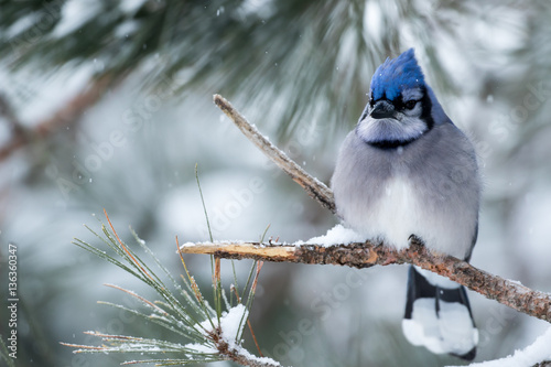 Blue Jay - Cyanocitta cristata, perched in a branch during a snow storm.