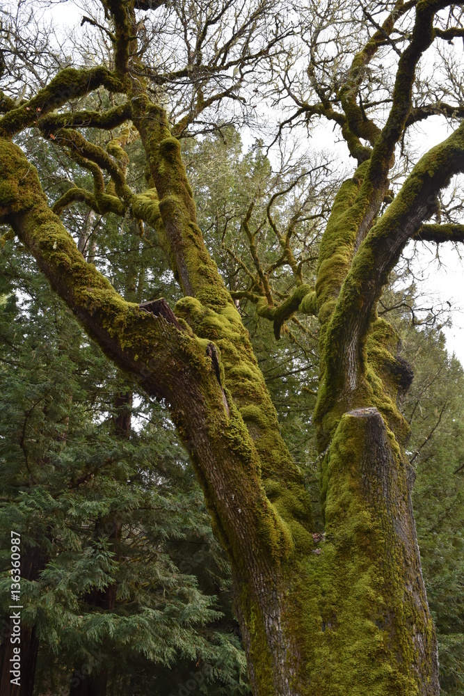 Moss covered tree