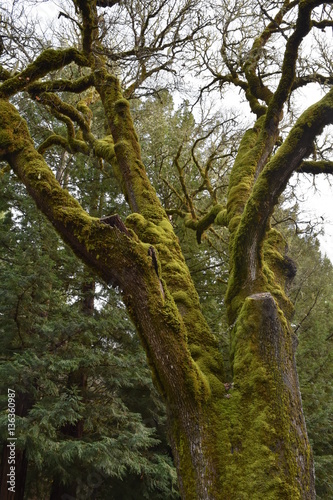 Moss covered tree