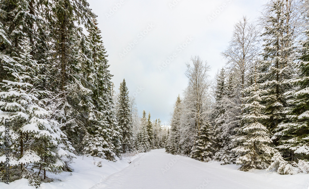 Snow covered road and forest Norway