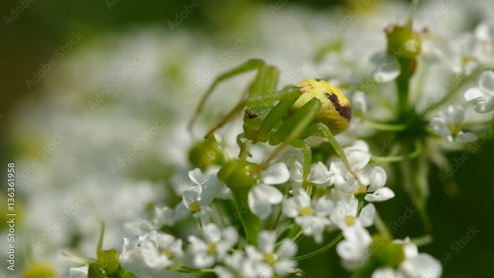 Green spider on a flower in the wind
Green spider on a flower in the wind