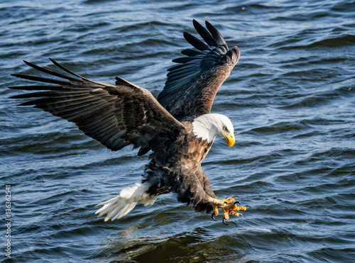 Fotografia, Obraz Bald Eagle Fishing
