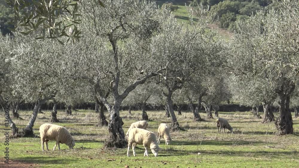 4K Sheeps in the pastures with olive trees of Extremadura, Spain. Spanish Lamb Eating grass a good day of winter with Sun's Rays in the field.-Dan 4K Sheeps in the pastures with olive trees of Extremadura, Spain. Spanish Lamb Eating grass a good day of winter with Sun's Rays in the field.-Dan