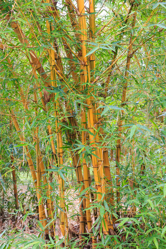 Golden bamboo stalks and green leaves