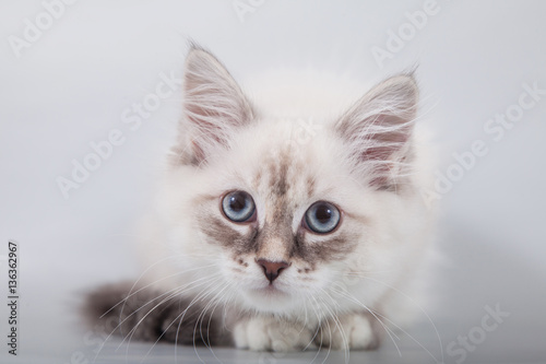 Small Siberian kitten on grey background. Cat lying