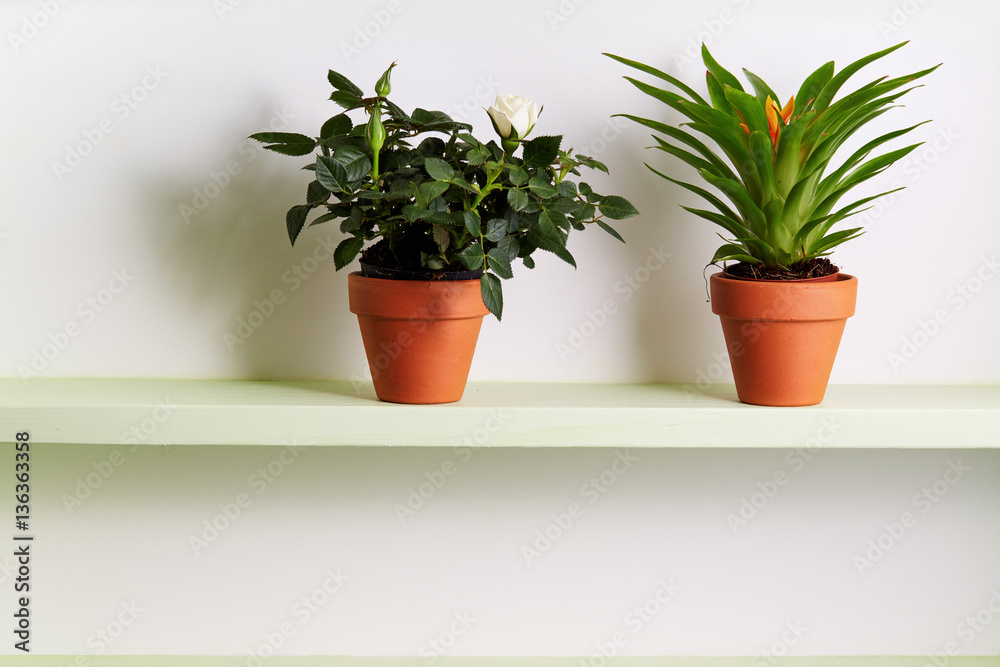 Obraz premium Potted Miniature Rose and Bromelia Plant On Shelf.