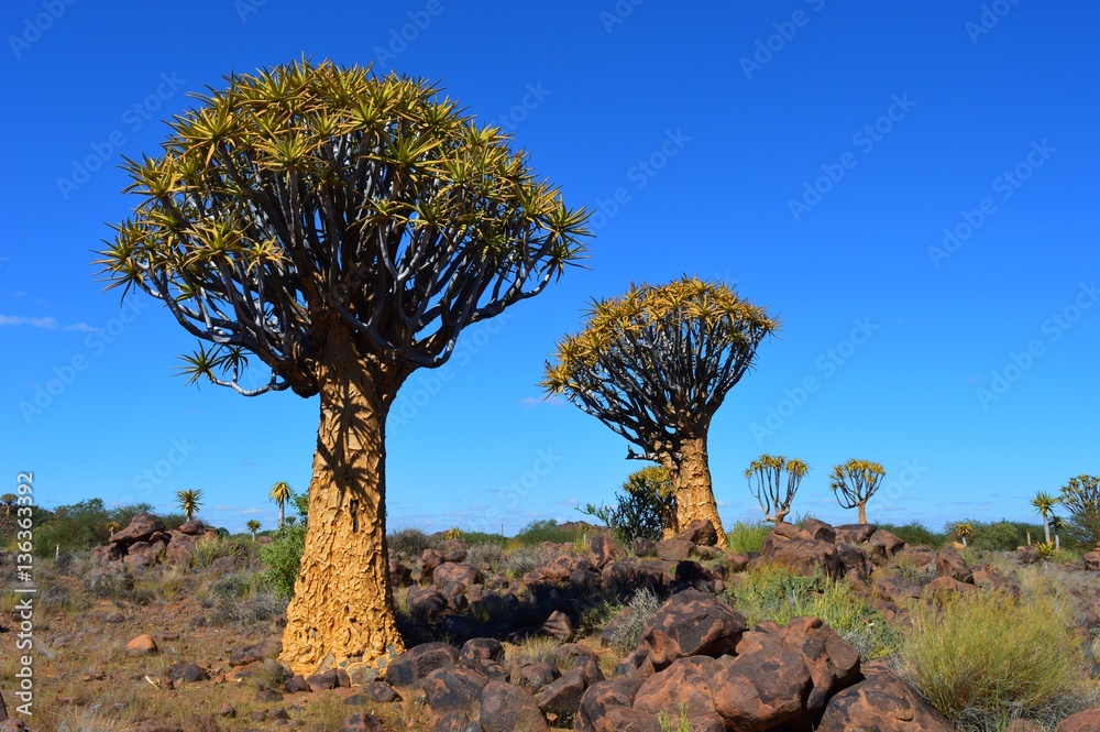 Naklejka premium Quiver Tree Forest in Namibia