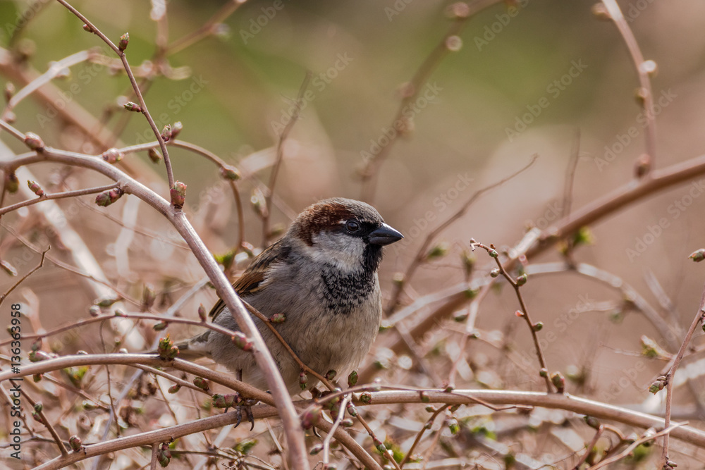 Fototapeta premium Tree sparrow - Passer montanus - sitting in a bush
