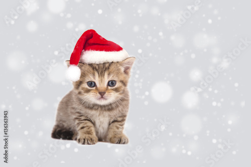 Little Kitten British chocolate tabby Santa Claus over gray background and snow. Kitten one month. © D'Action Images
