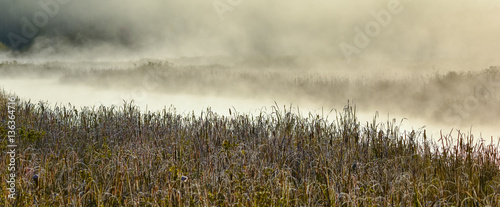 Frost encrusted sawgrass and bulrushes in a wetland. Early morning mist rises from warm moist marsh as sun comes up. © valleyboi63