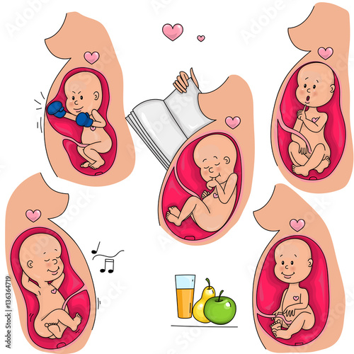 Illustration of fetus in the belly of a pregnant woman.