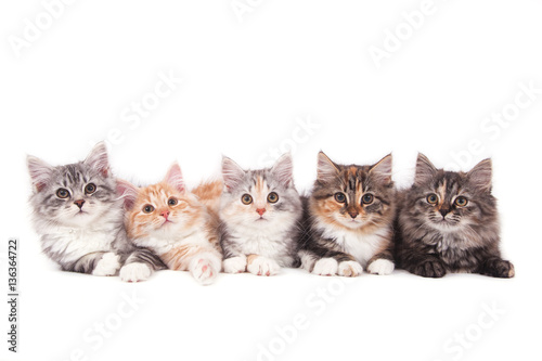 Fototapeta Naklejka Na Ścianę i Meble -  Five small Siberian kittens on white background. Cats lying