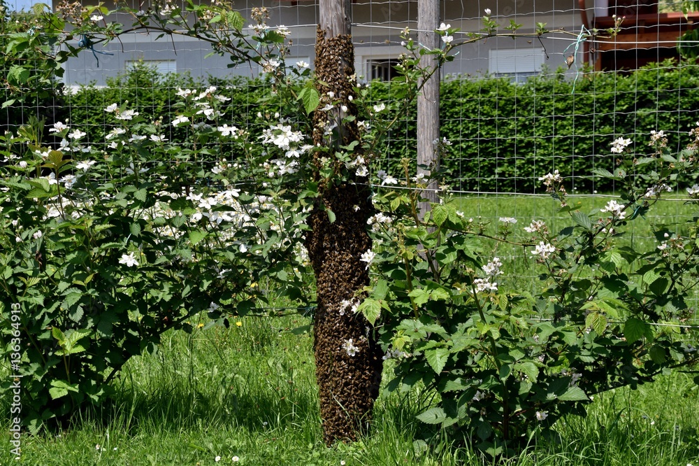 Ein abgeflogener Bienenschwarm hat sich an einem Zaunpfahl wieder gesammelt