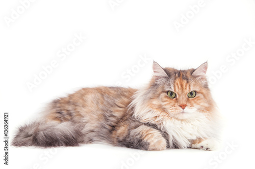 Siberian cat on white background. Cat lying © D'Action Images