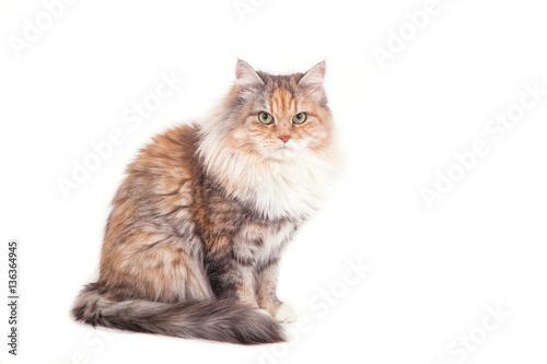 Photography Siberian cat on white background. Cat sitting