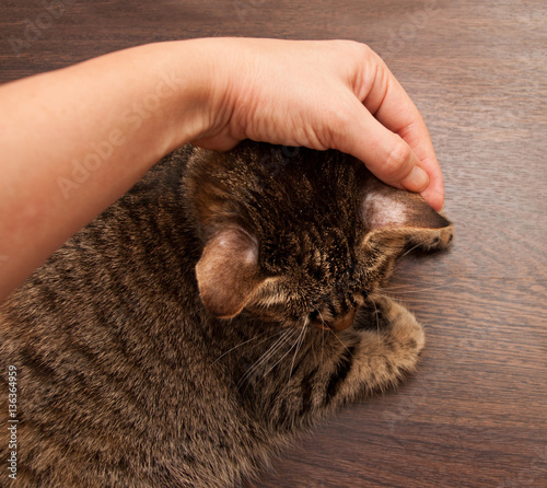 Obraz na płótnie Ringworm in cat w salonie