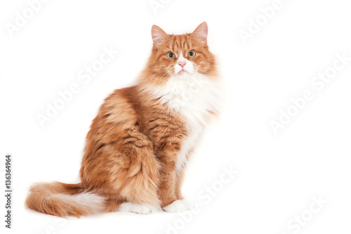 Canvas Print Red Siberian cat on white background. Cat sitting