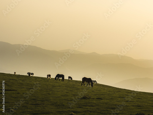 Wild horses in Abruzzo