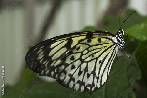 Marbled White Butterfly on leaf © JoelBourgoin